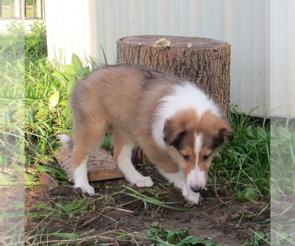 Medium Photo #2 Collie Puppy For Sale in FORT PLAIN, NY, USA