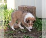 Small #1 Collie