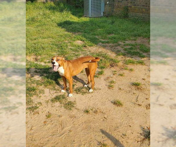 Medium Photo #2 American Staffordshire Terrier Puppy For Sale in Holly Springs, NC, USA