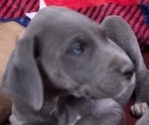 Small Great Dane