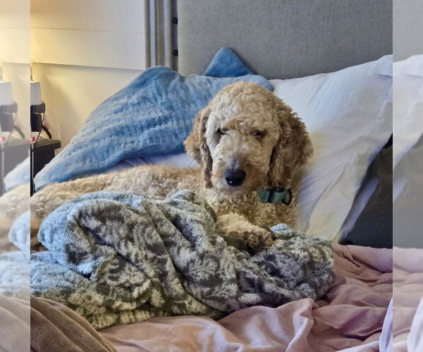 Medium Photo #3 Goldendoodle Puppy For Sale in Mooresville, NC, USA