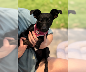 Maya Rose - Female Dachshund Dog for Adoption - Photo #2