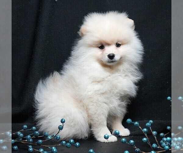 Medium Photo #10 Pomeranian Puppy For Sale in ROCK VALLEY, IA, USA