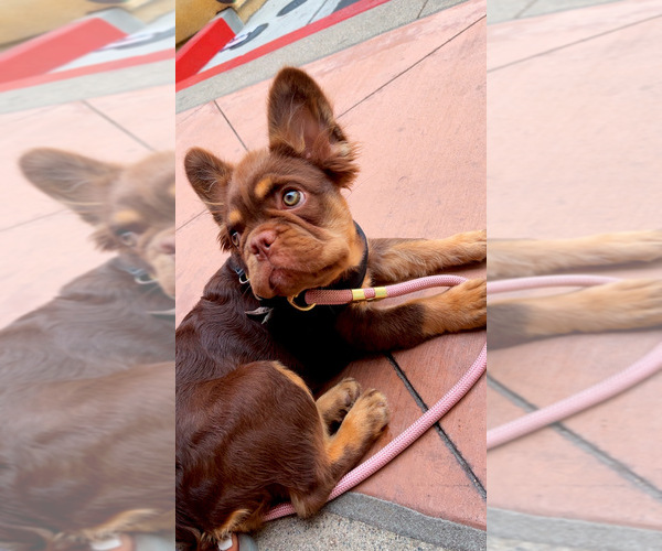 Medium Photo #1 French Bulldog Puppy For Sale in RIVERSIDE, CA, USA