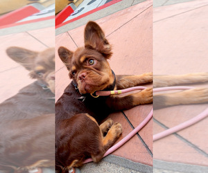 French Bulldog Puppy for sale in RIVERSIDE, CA, USA