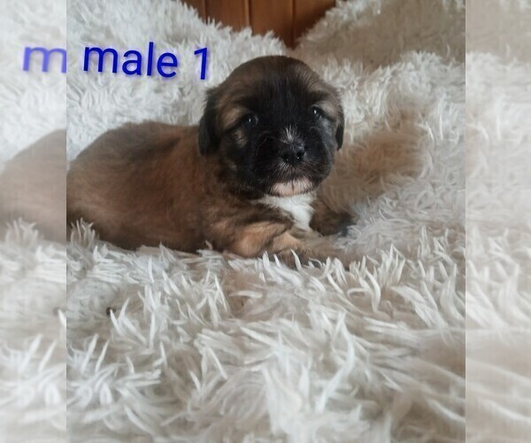 Medium Photo #7 Maltese-Silky Cocker Mix Puppy For Sale in WOBURN, MA, USA