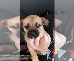 Chipin Puppy for sale in MIDLOTHIAN, VA, USA