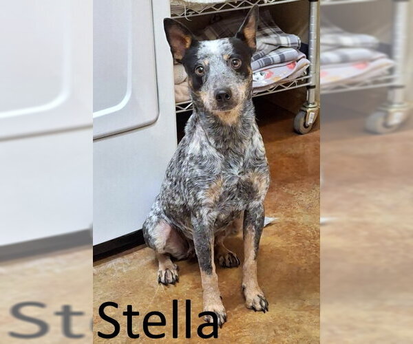 Medium Photo #4 Mutt Puppy For Sale in Mountain View, AR, USA