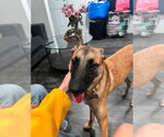 Small Photo #2 German Shepherd Dog-Unknown Mix Puppy For Sale in Lake Forest, CA, USA