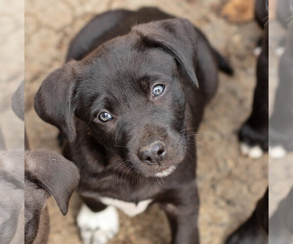 Medium Photo #6 Border Collie-Unknown Mix Puppy For Sale in Landenberg, PA, USA