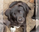 Small #5 Border Collie Mix