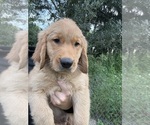 Small #3 Golden Retriever