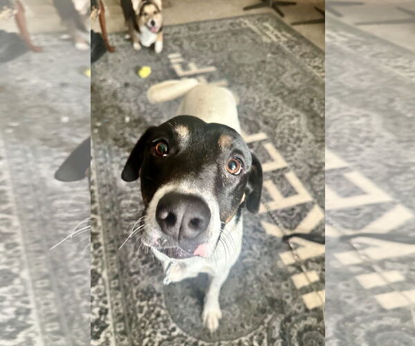 Medium Photo #7 German Shorthaired Pointer-Unknown Mix Puppy For Sale in Chandler, AZ, USA