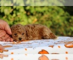 Small #13 Poodle (Toy)
