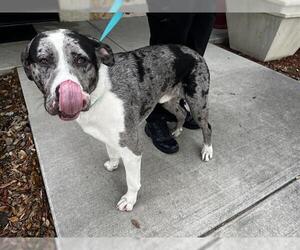 Catahoula Leopard Dog-Great Dane Mix Dogs for adoption in Grand Prairie, TX, USA
