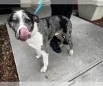 Small Catahoula Leopard Dog-Great Dane Mix