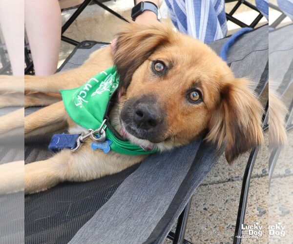 Medium Photo #10 Retriever -Unknown Mix Puppy For Sale in Washington, DC, USA