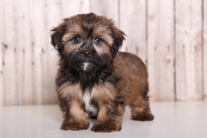 Shorkie Tzu Puppy for sale in MOUNT VERNON, OH, USA