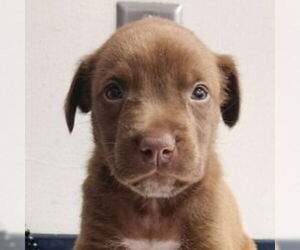 American Staffordshire Terrier-Border Collie Mix Dogs for adoption in Lake Forest, CA, USA