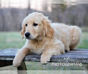 Golden Retriever Puppy for sale in LIBERTY, KY, USA