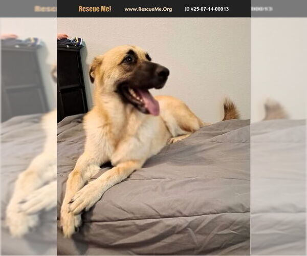 Medium Photo #1 German Shepherd Dog-Unknown Mix Puppy For Sale in Benton, PA, USA