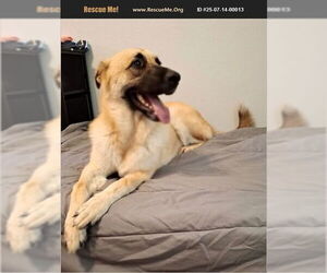 German Shepherd Dog-Unknown Mix Dogs for adoption in Benton, PA, USA