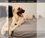 Small German Shepherd Dog Mix