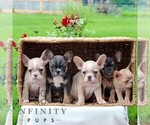 Small #1 French Bulldog