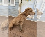 Small #5 Poodle (Standard)