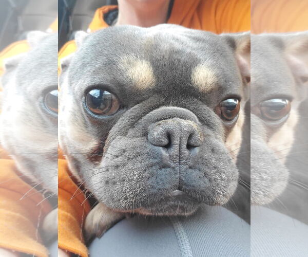 Medium Photo #2 French Bulldog Puppy For Sale in St. Louis Park, MN, USA
