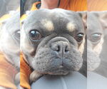 Small #1 French Bulldog