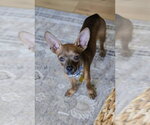 Small #4 Chihuahua Mix