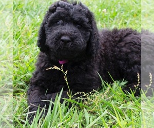 Goldendoodle-Poodle (Standard) Mix Puppy for sale in TOMPKINSVILLE, KY, USA
