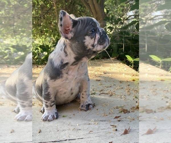 Medium Photo #24 French Bulldog Puppy For Sale in CITY INDUSTRY, CA, USA