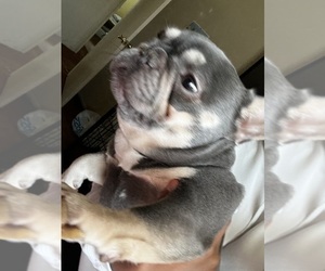 Mother of the French Bulldog puppies born on 02/22/2025