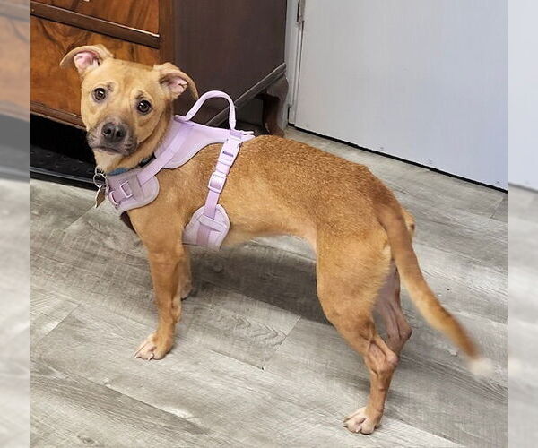 Medium Photo #1 Chiweenie Puppy For Sale in Ellijay, GA, USA