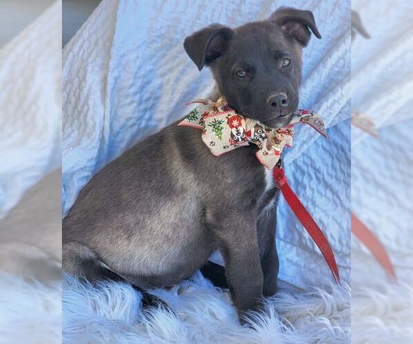 Medium Photo #6 Labrador Retriever-Unknown Mix Puppy For Sale in Tustin, CA, USA