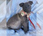 Small #5 Labrador Retriever Mix