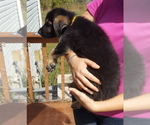 Small Photo #27 German Shepherd Dog Puppy For Sale in LAWRENCEBURG, TN, USA