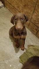 Doberman Pinscher Puppy for sale in CECIL, OH, USA