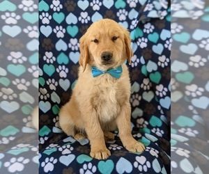 Golden Retriever Puppy for sale in OXFORD, PA, USA