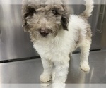 Small Photo #14 Labradoodle Puppy For Sale in PINEVILLE, LA, USA