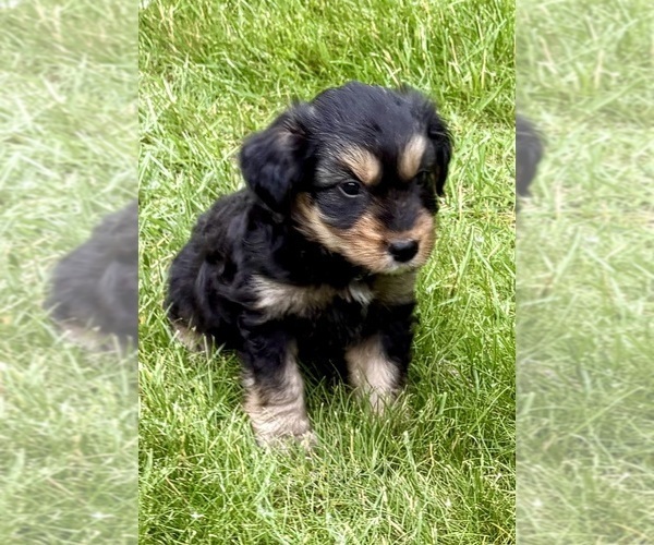 Medium Photo #6 Yorkshire Terrier Puppy For Sale in FAIR HAVEN, MI, USA