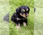 Small #5 Yorkshire Terrier