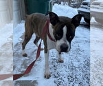 Small Photo #8 Boxer Puppy For Sale in Woodbury, MN, USA