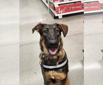 Small #1 German Shepherd Dog