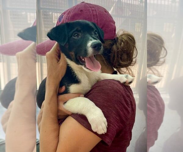 Medium Photo #5 Mutt Puppy For Sale in Elmsford, NY, USA