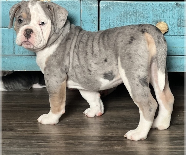 Medium Photo #1 Olde English Bulldogge Puppy For Sale in LORAIN, OH, USA