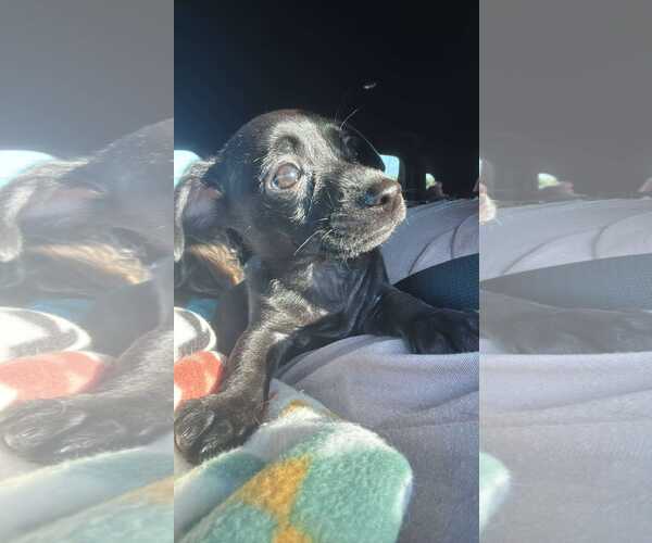 Medium Photo #3 Chiweenie Puppy For Sale in Visalia, CA, USA