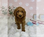 Small #6 Goldendoodle mix (+ Poodle Miniature)